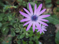 /album/fotogalerie-nabidka/anemone-hortensis-jpg1/